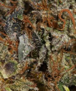 ACE-KILLER-OG-4.jpg