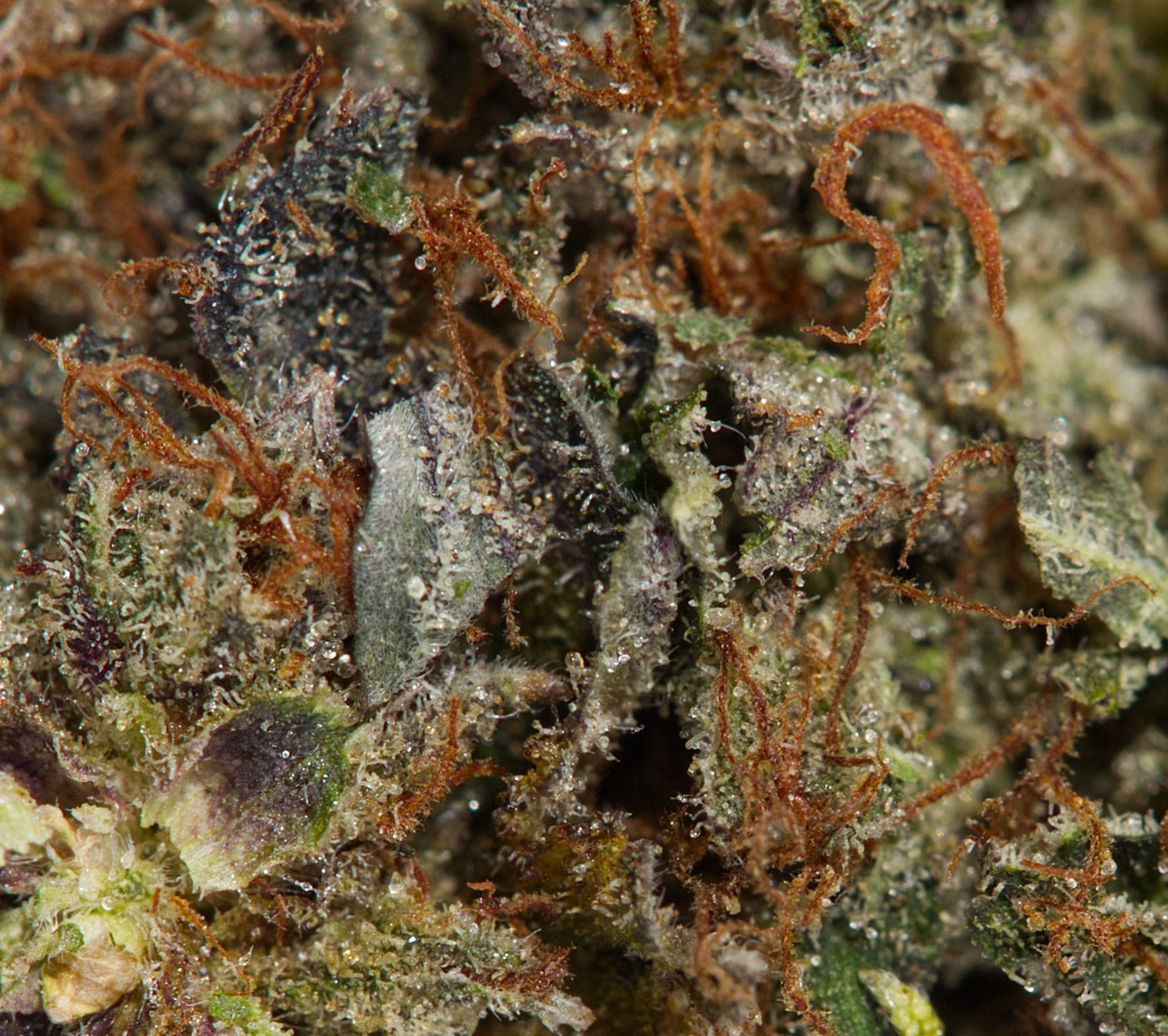 ACE-KILLER-OG-4.jpg
