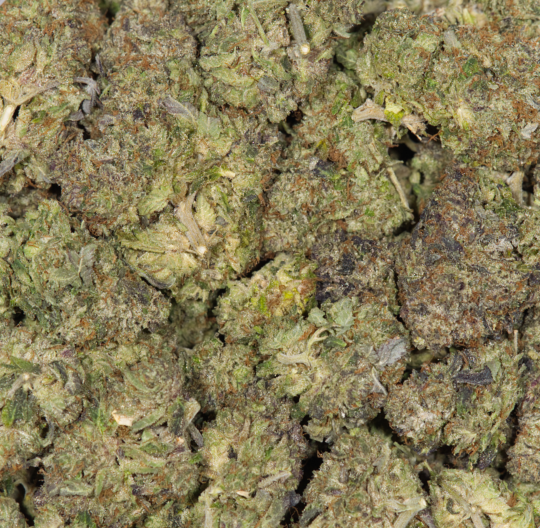 ACE-KILLER-OG-5.jpg