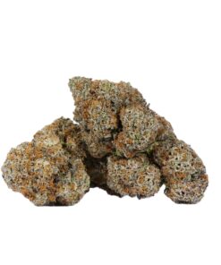 Cactus (AAAA)