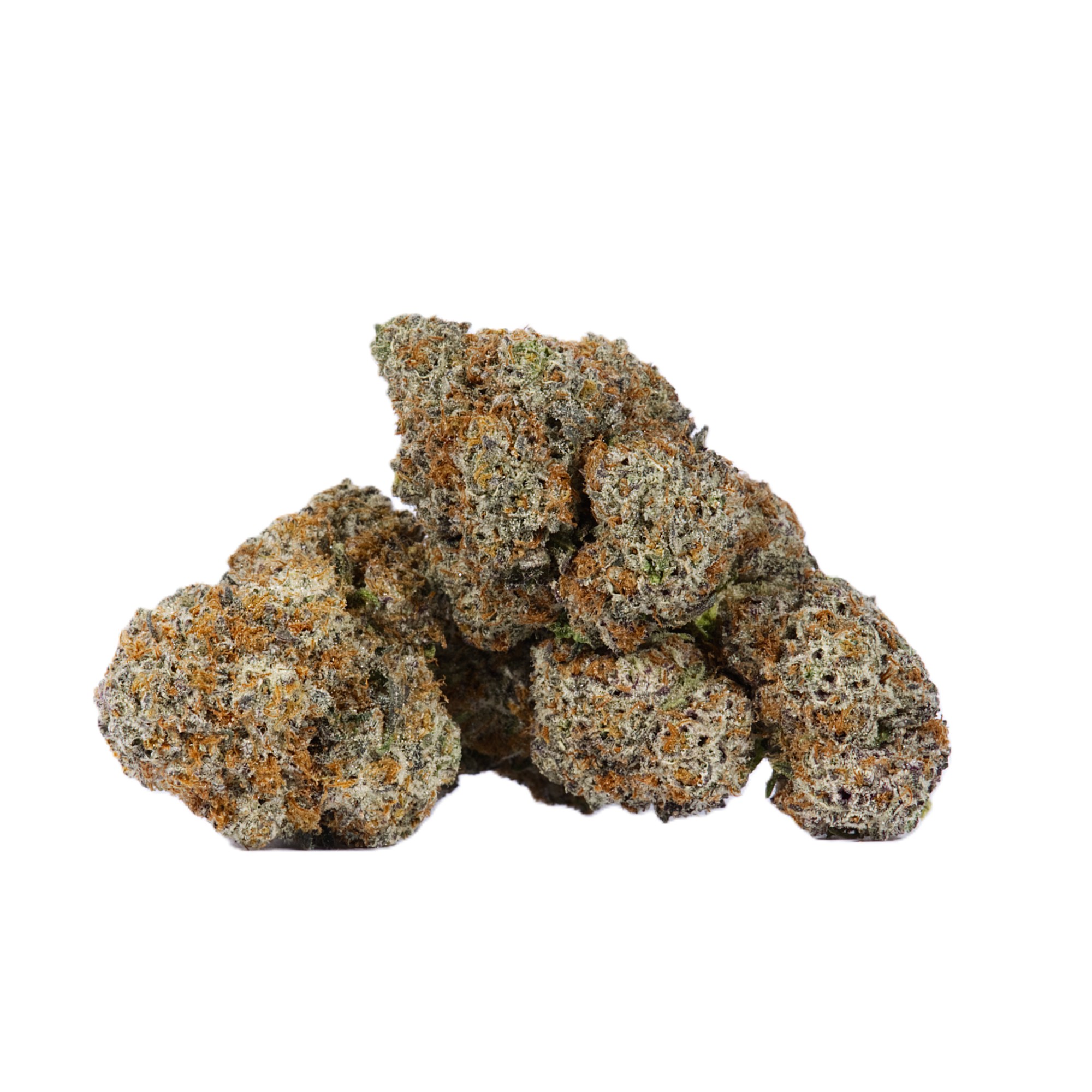 CACTUS-1.jpg