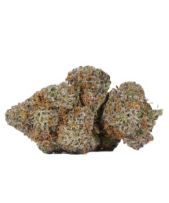 CACTUS-3.jpg