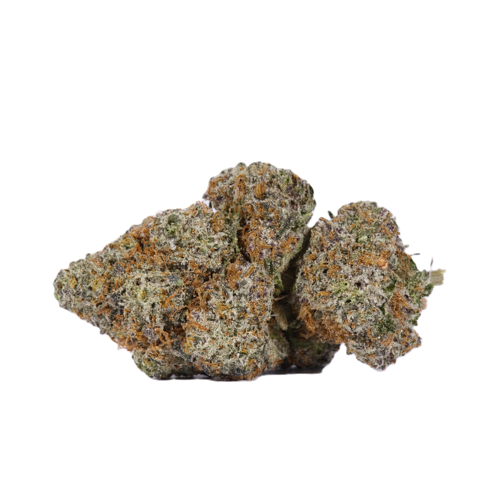 CACTUS-3.jpg