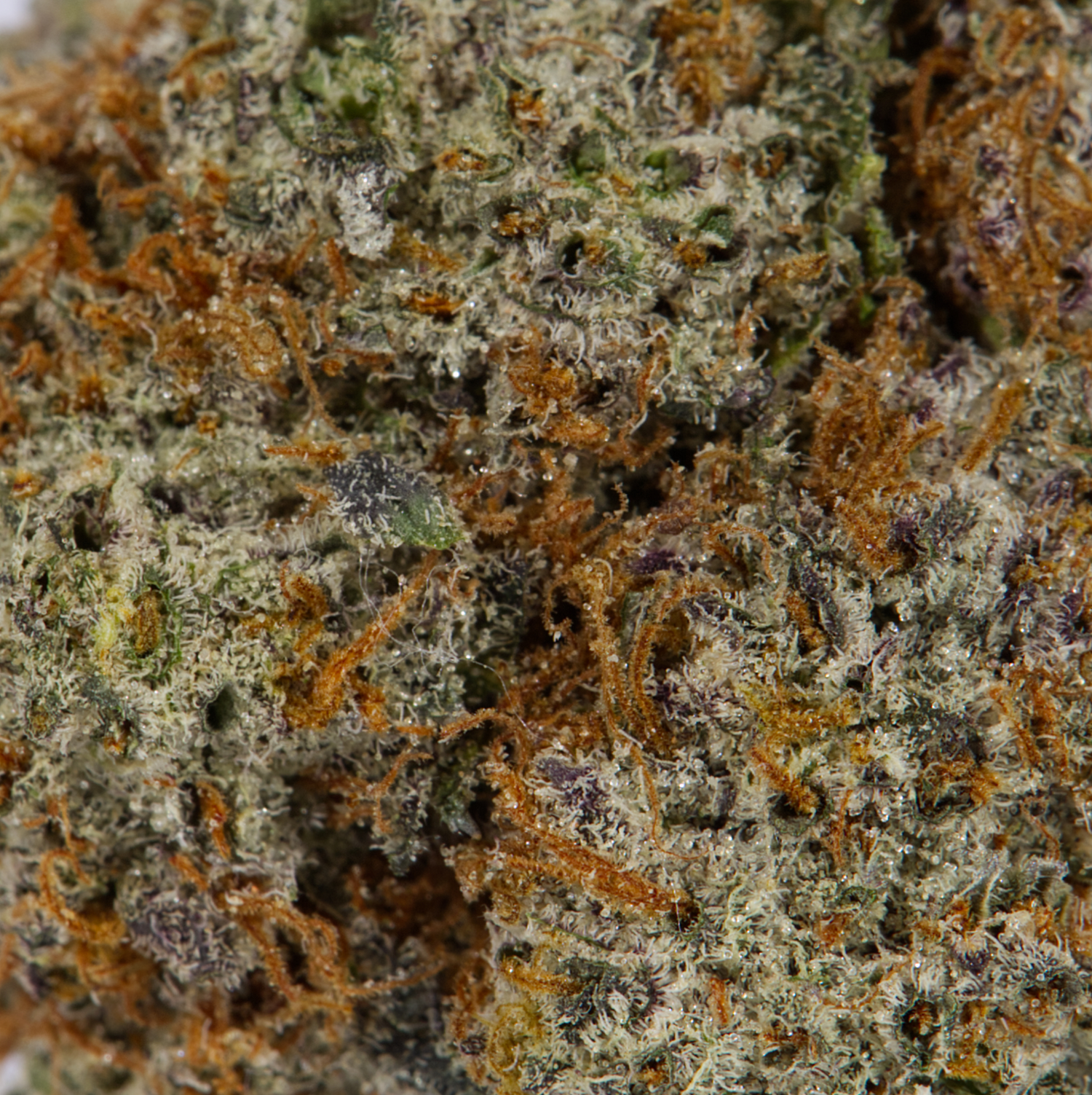 CACTUS-4.jpg