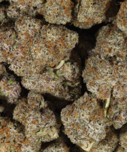 CACTUS-5.jpg