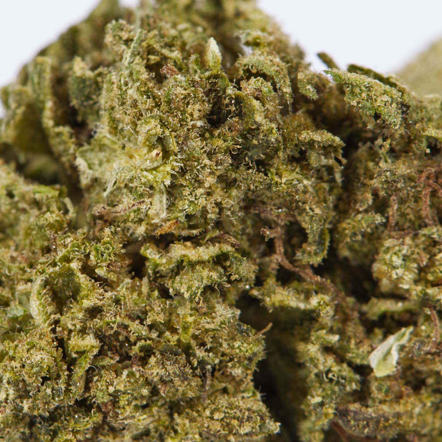 CHERRY-OG-4.jpg