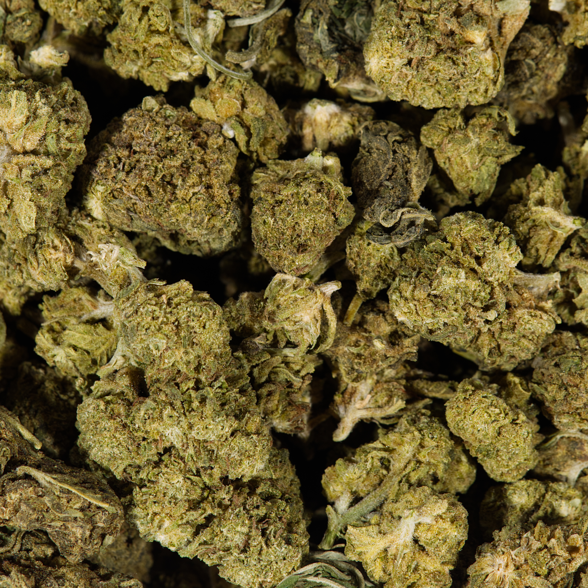 CHERRY-OG-5.jpg